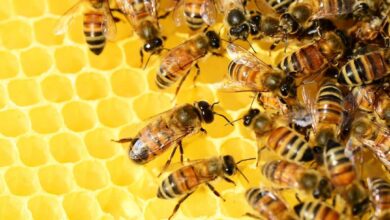 Insekten: Nützliche Helfer im Garten 8 Insekten: Nützliche Helfer im Garten 8