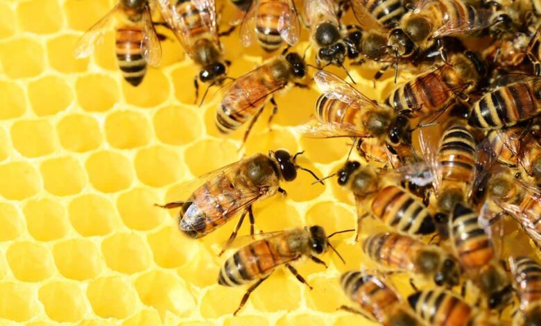 Insekten: Nützliche Helfer im Garten 1