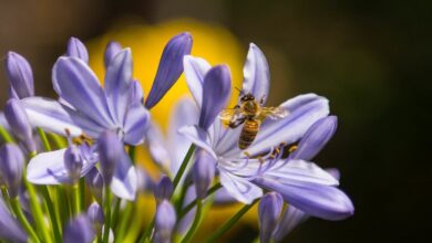 Warum gibt es im Sommer 2018 so viele Wespen? 2
