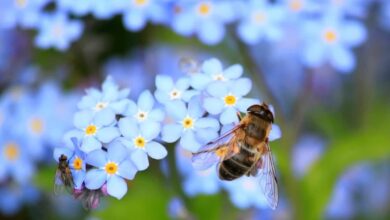Was bedeutet der Tod der Bienen? 1
