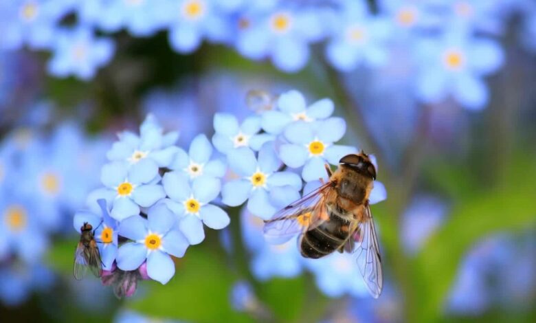 Was bedeutet der Tod der Bienen? 1