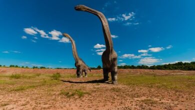 Dino Park 1