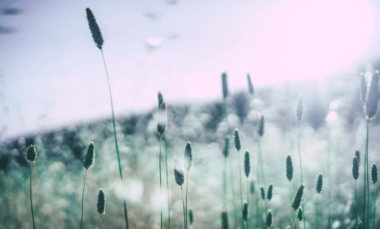 Erste Hilfe gegen Pollen 1