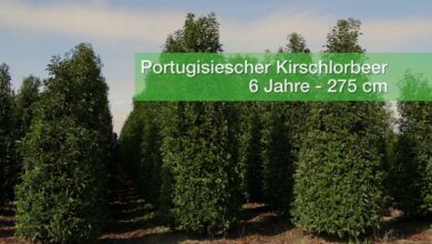 Privatsphäre im Garten mit Fertighecken 1