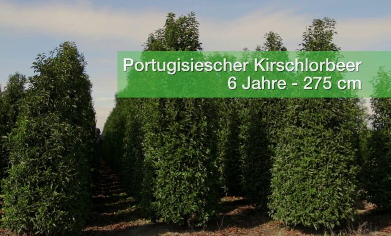 Privatsphäre im Garten mit Fertighecken 1
