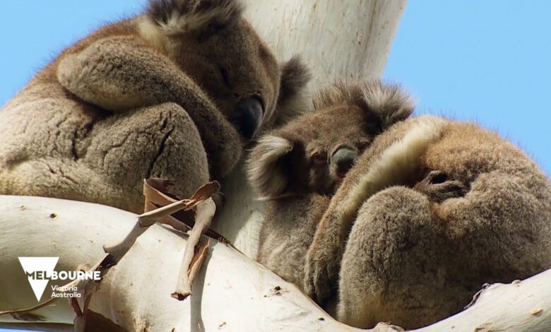 Urlaub in Melbourne bei den Koalas 1
