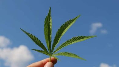 Gesunde Küche mit CBD 5 Gesunde Küche mit CBD 5