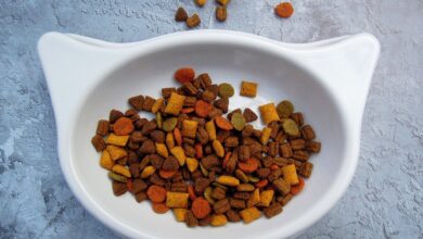 Die richtige Ernährung für deine Katze 16 Die richtige Ernährung für deine Katze 16