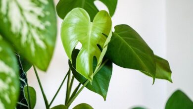 Wohntrends 2020 - diese Accessoires bringen deine Wohnung dieses Jahr zum Strahlen 1