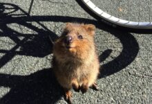 Top 7 der süßesten Tiere 4