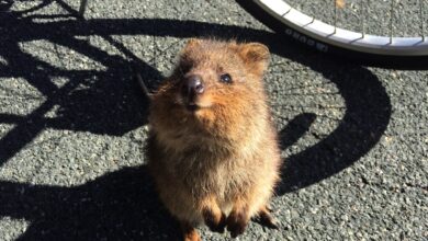 Top 7 der süßesten Tiere 5 Top 7 der süßesten Tiere 5