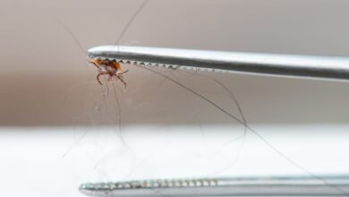 Hilfsmittel bei Zecken und Flöhen für den Hund 2