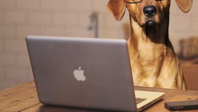 Blogs sind für Hundebesitzer:innen so wichtig 1