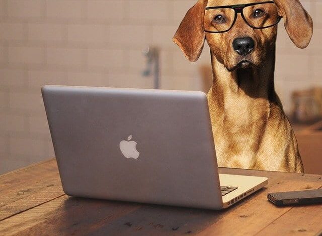 Blogs sind für Hundebesitzer:innen so wichtig 1