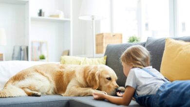 Die faszinierende Welt der Tierkommunikatoren 6 Die faszinierende Welt der Tierkommunikatoren 6