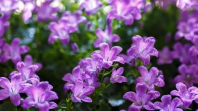 Die Glockenblume 3