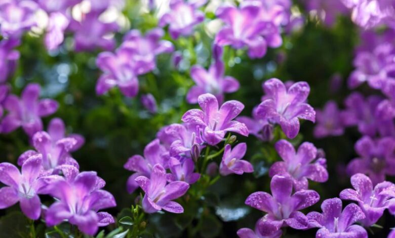Die Glockenblume 1