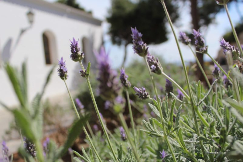 Lavendel 2 Lavendel 2
