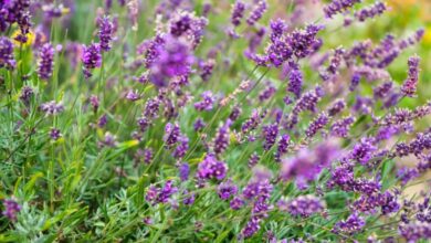 Lavendel 1