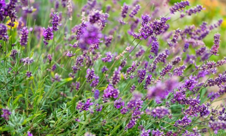 Lavendel 1