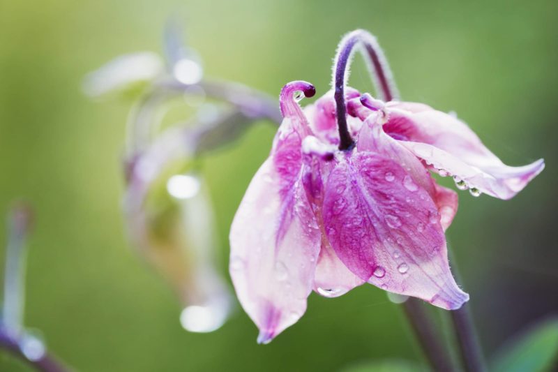 Die Glockenblume 2 Nahaufnahme Glockenblume blute