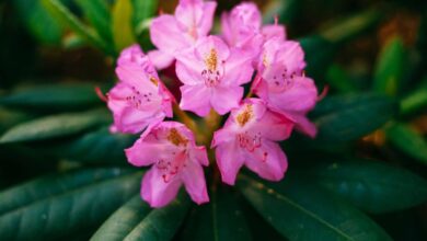 Rhododendron 1