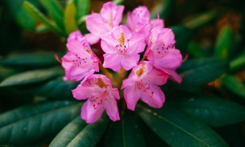 Rhododendron 1