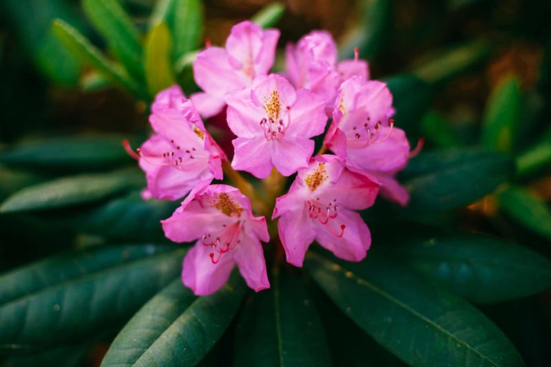 Rhododendron 2 rhododendron Zierstrauch