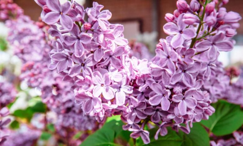 Sommerflieder 1