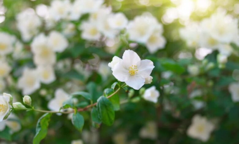 Toskanischer Jasmin (Star of Toscane) 1