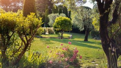14 Pflanzen, die Sie bei der Gartenplanung berücksichtigen sollten 2