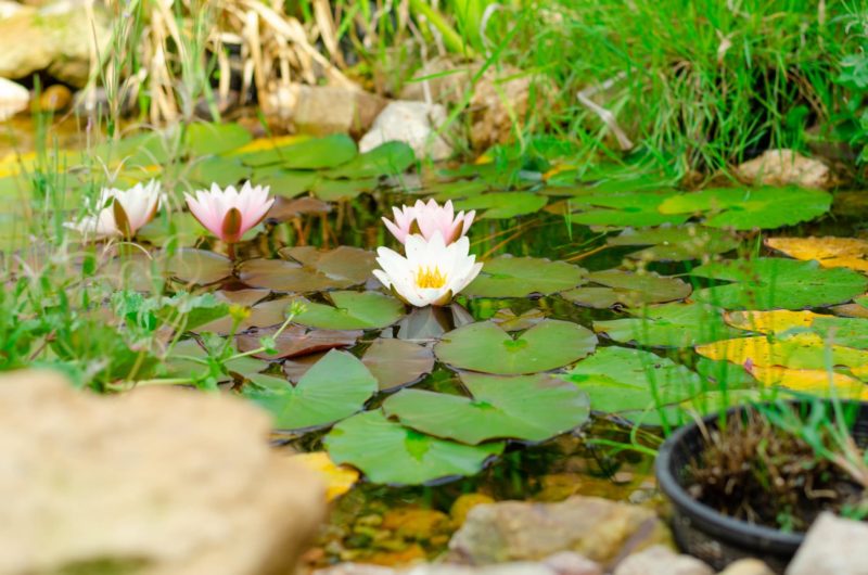14 Pflanzen, die Sie bei der Gartenplanung berücksichtigen sollten 4 14 Pflanzen, die Sie bei der Gartenplanung berücksichtigen sollten 2