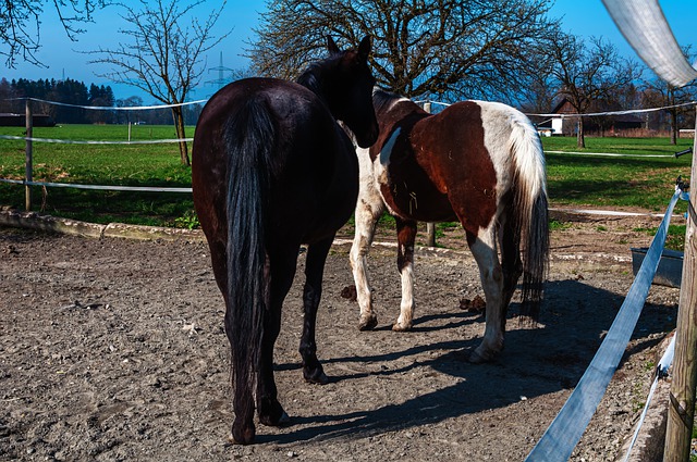 Pferdehaftpflichtversicherung für Pferdebesitzer 1