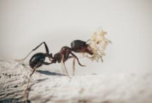 Insekten aus dem Haushalt fernhalten – Tipps und Tricks 14 Insekten aus dem Haushalt fernhalten – Tipps und Tricks 14