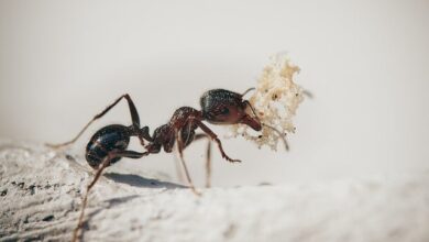 Insekten aus dem Haushalt fernhalten – Tipps und Tricks 2