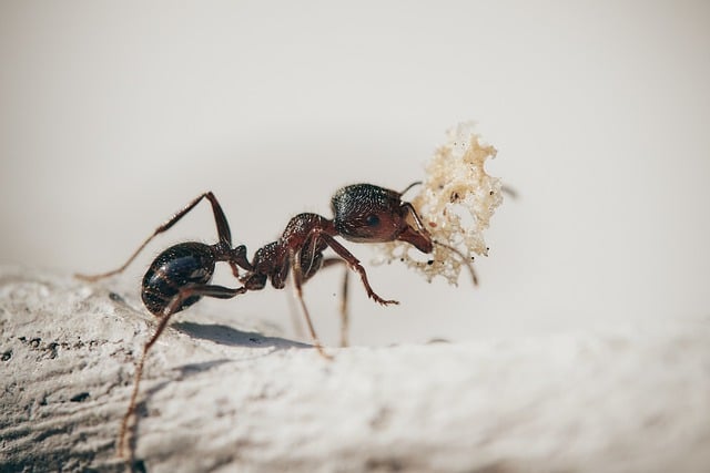 Insekten aus dem Haushalt fernhalten – Tipps und Tricks 1
