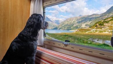 Hund im Urlaub allein lassen 12 Hund im Urlaub allein lassen 9
