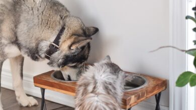 Hunde und Katzen mit dem richtigen Essen glücklich machen 5 Hunde und Katzen mit dem richtigen Essen glücklich machen 5
