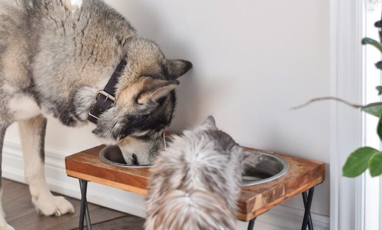 Hunde und Katzen mit dem richtigen Essen glücklich machen 1