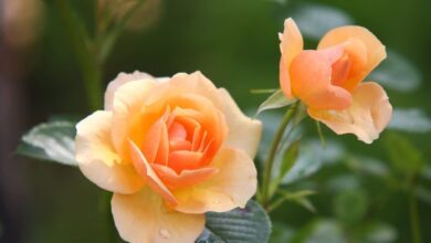 Blumenkübel mit Rosen bepflanzen - so geht's! 10 Blumenkübel mit Rosen bepflanzen - so geht's! 6