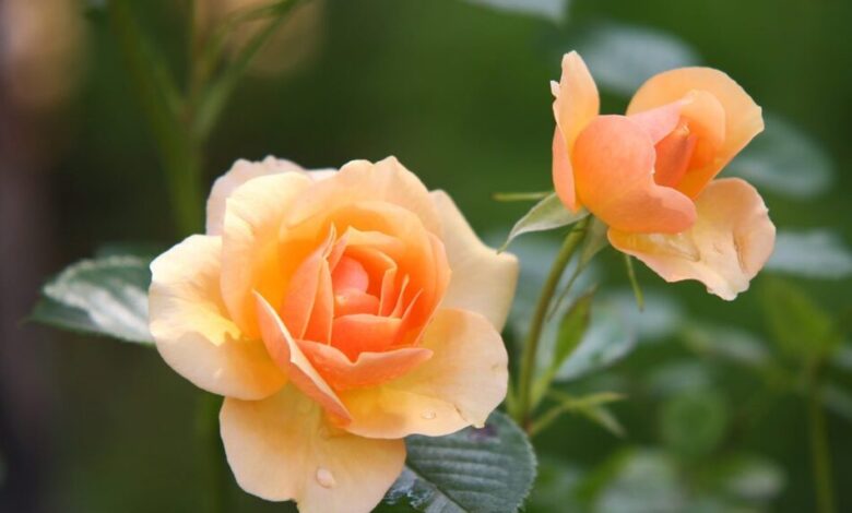 Blumenkübel mit Rosen bepflanzen - so geht's! 1