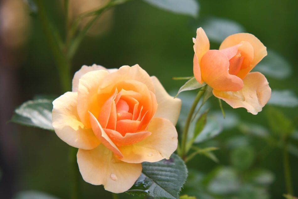 Die richtigen Rosen finden