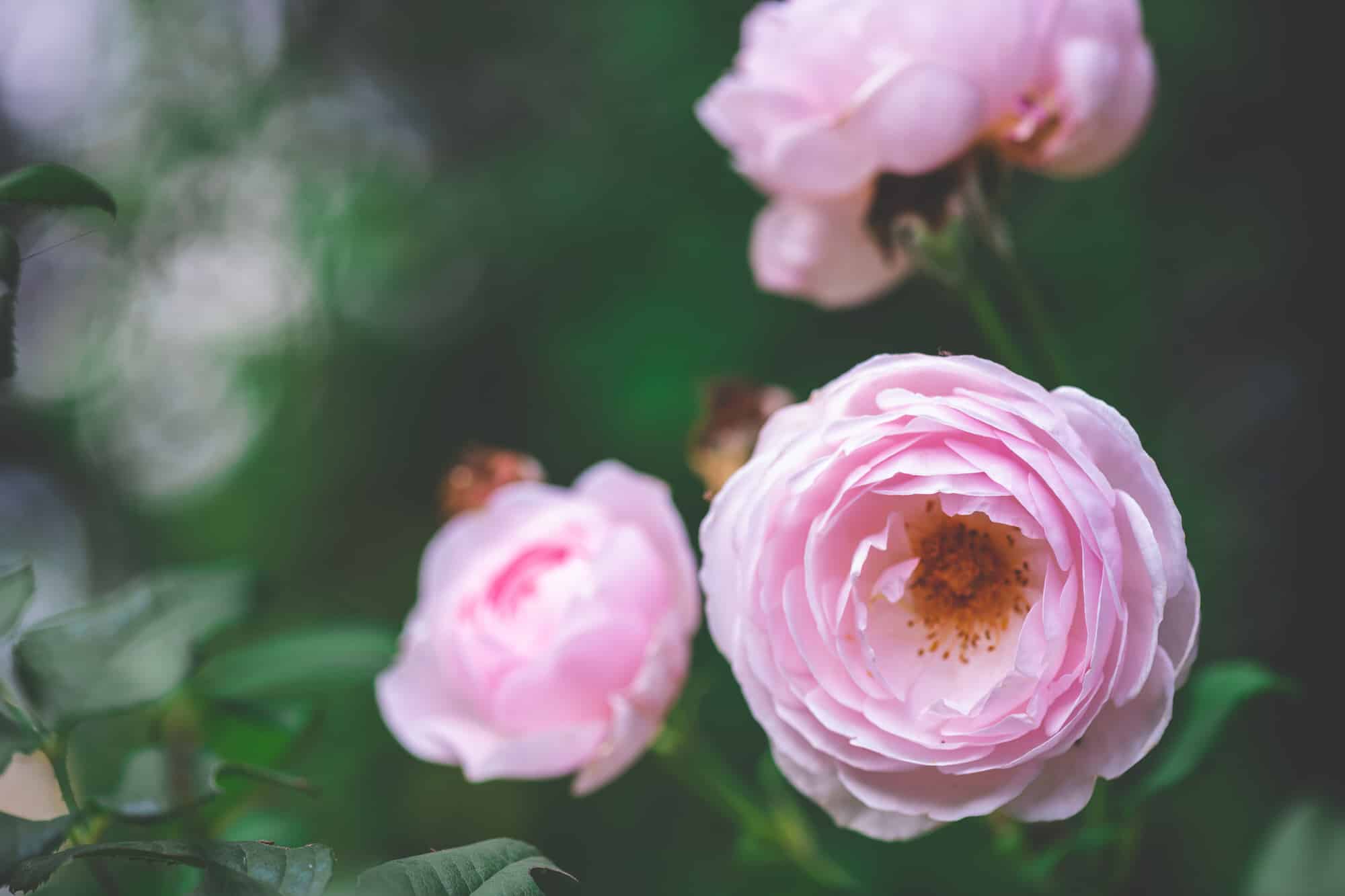 Duftende Blütenschönheit für jeden Garten 3 Duftende Blütenschönheit für jeden Garten 3