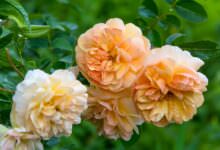 Duftende Blütenschönheit für jeden Garten 17 Duftende Blütenschönheit für jeden Garten 11