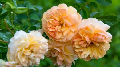 Duftende Blütenschönheit für jeden Garten 2