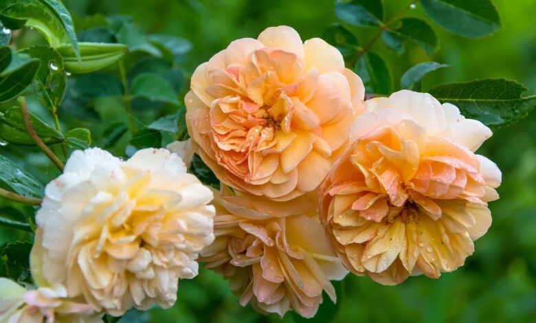 Duftende Blütenschönheit für jeden Garten 1 Duftende Blütenschönheit für jeden Garten 1