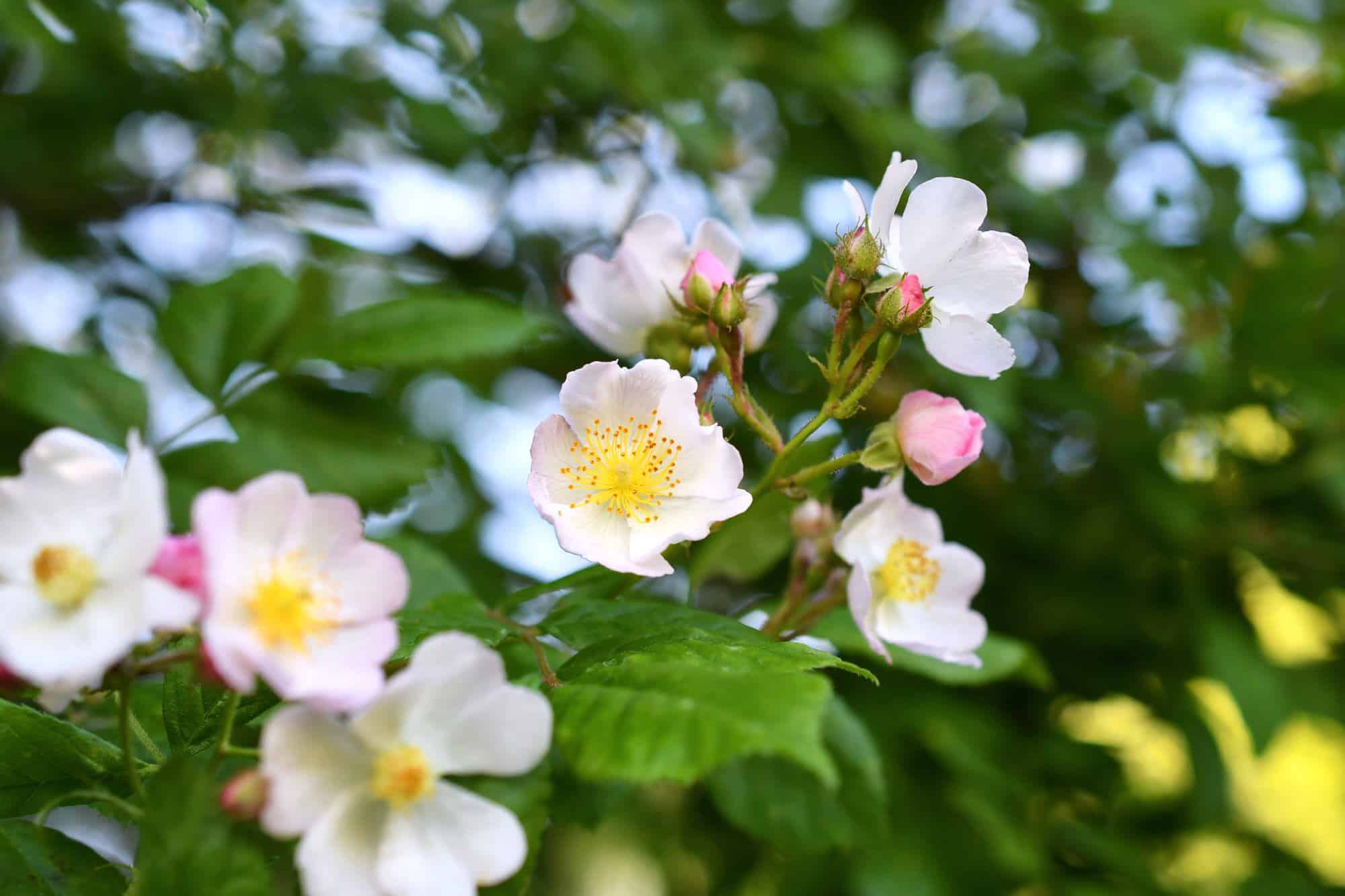 Duftende Blütenschönheit für jeden Garten 2 Duftende Blütenschönheit für jeden Garten 2
