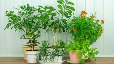 Gartengestaltung für Immobilien: Blumenkübel & Pflanzkübel 8 Gartengestaltung für Immobilien: Blumenkübel & Pflanzkübel 4