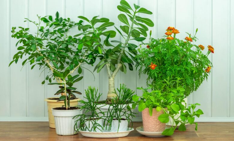Gartengestaltung für Immobilien: Blumenkübel & Pflanzkübel 1