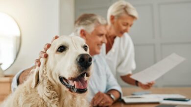 Hundehaftpflichtversicherung abschließen: Vorteile für Hundehalter und Vierbeiner 4 Hundehaftpflichtversicherung abschließen: Vorteile für Hundehalter und Vierbeiner 4